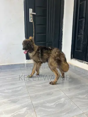 3-6 months Male Purebred Caucasian Shepherd