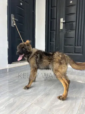 3-6 months Male Purebred Caucasian Shepherd