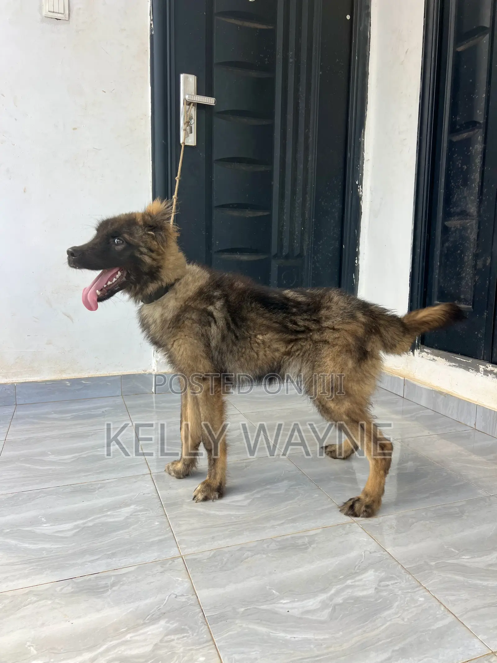 3-6 months Male Purebred Caucasian Shepherd