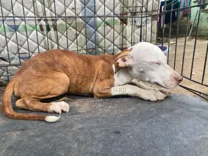 1-3 months Male Purebred American Pit Bull Terrier