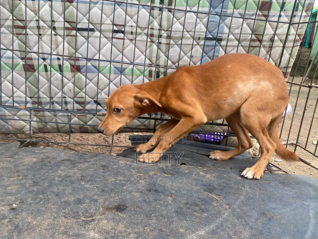 1-3 months Male Purebred American Pit Bull Terrier