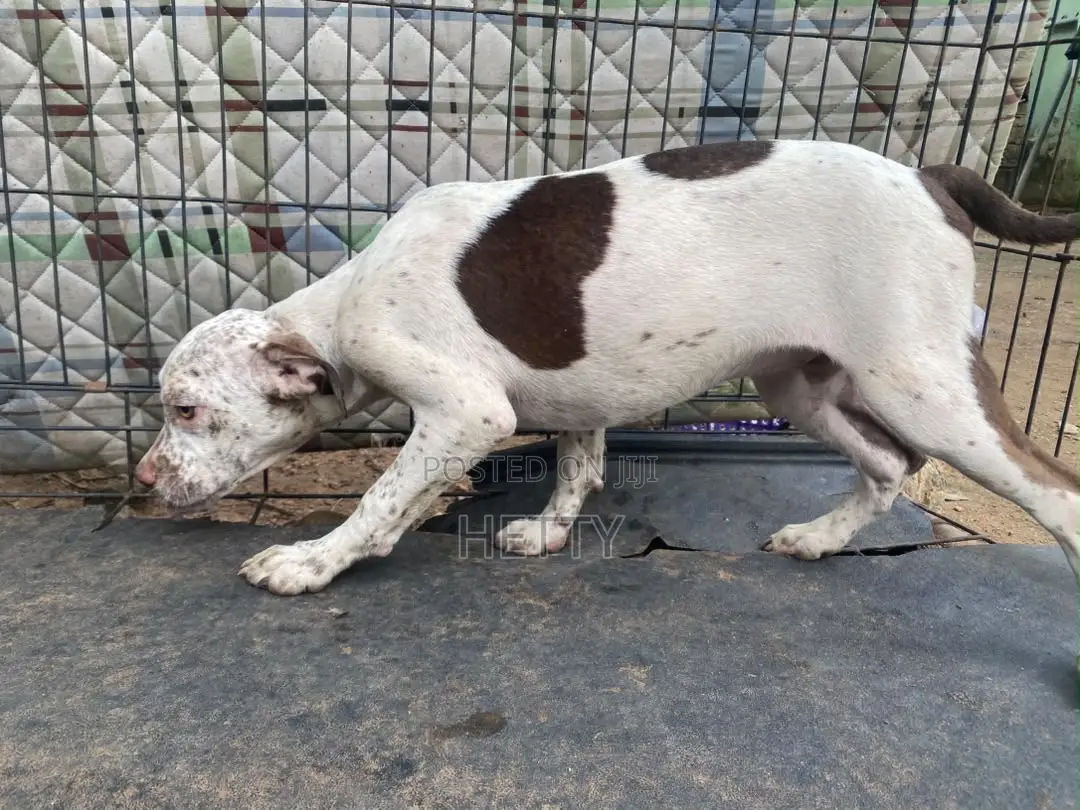 1-3 months Male Purebred American Pit Bull Terrier