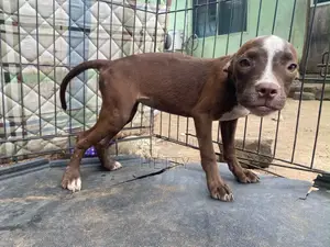 1-3 months Male Purebred American Pit Bull Terrier
