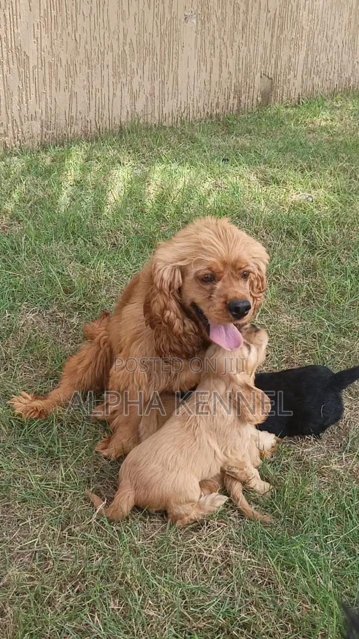 1-3 months Male Purebred Cocker Spaniel