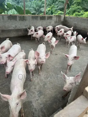 Pigs for Sale