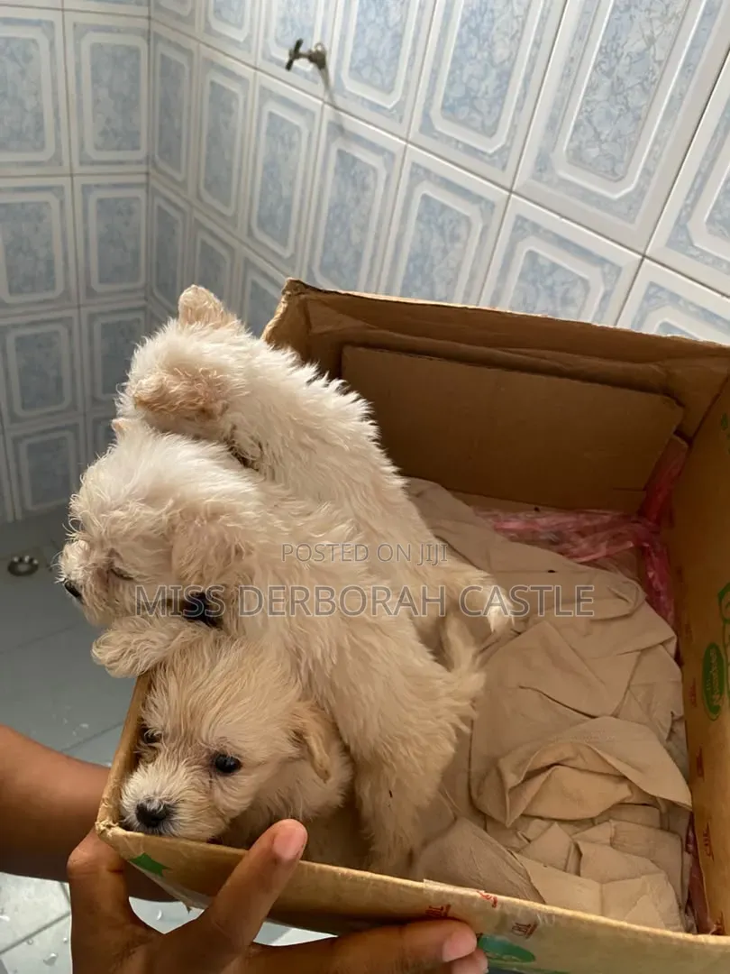 1-3 months Male Purebred Poodle