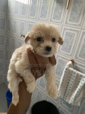 1-3 months Male Purebred Poodle