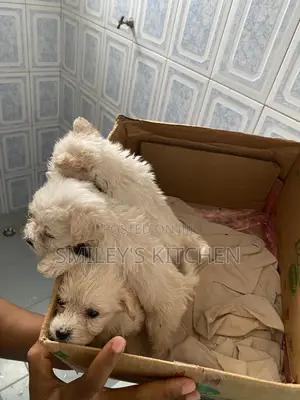 1-3 months Male Purebred Poodle