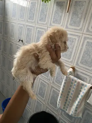 1-3 months Male Purebred Poodle