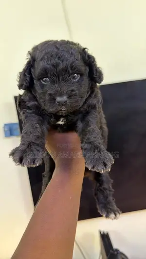 0-1 month Female Purebred Poodle