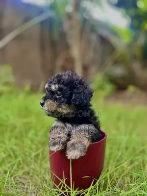 1-3 months Female Purebred Maltipoo