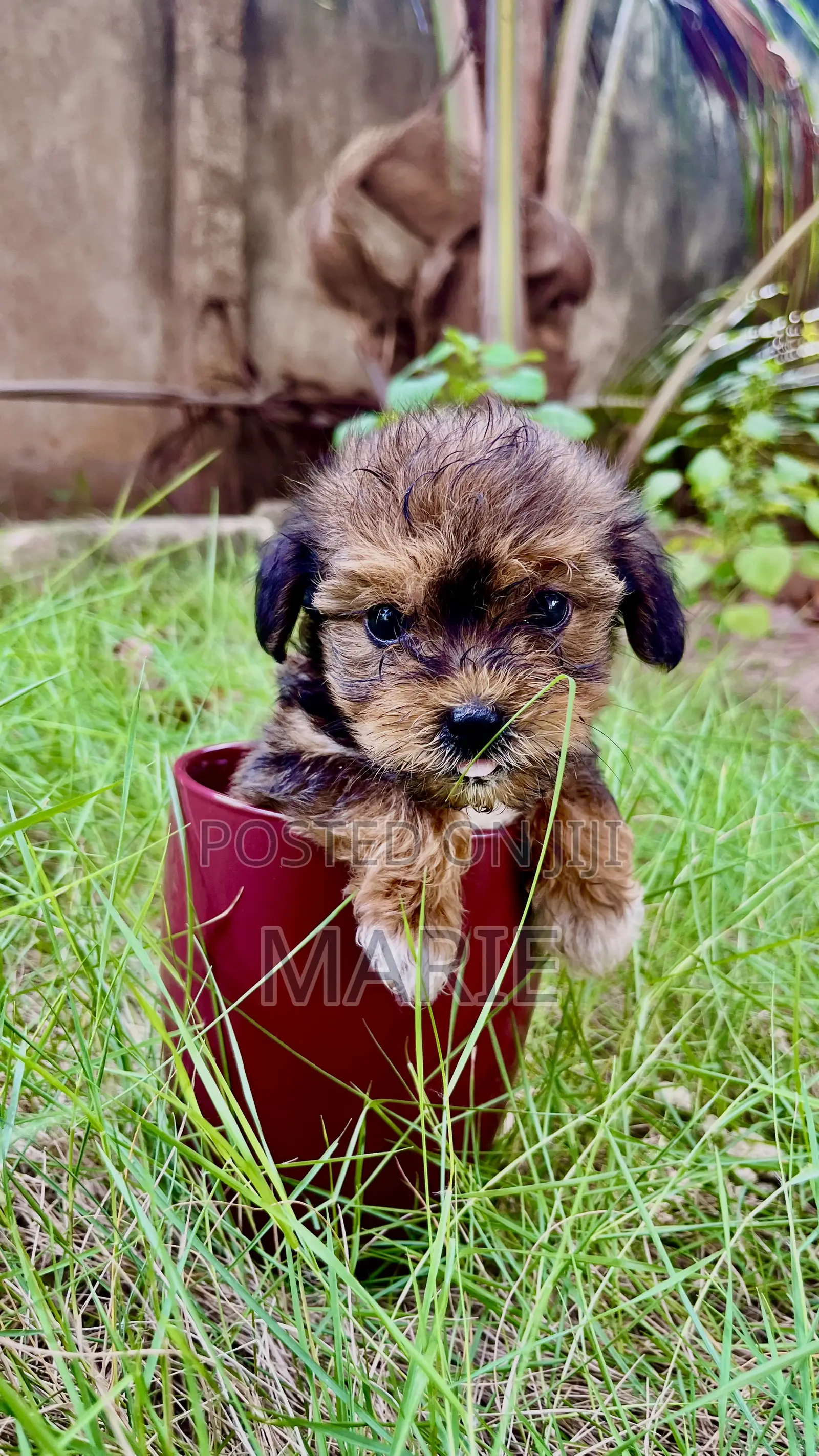 1-3 months Female Purebred Maltipoo