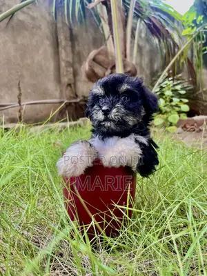 1-3 months Female Purebred Maltipoo