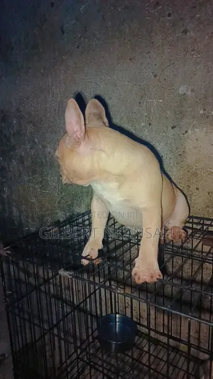 3-6 months Male Purebred French Bulldog