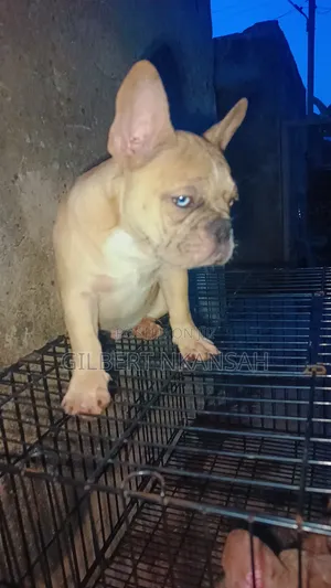 3-6 months Male Purebred French Bulldog