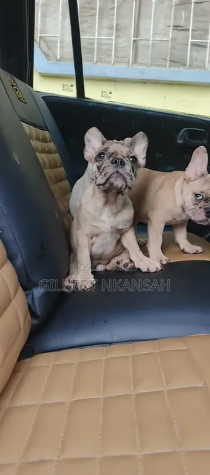 3-6 months Male Purebred French Bulldog