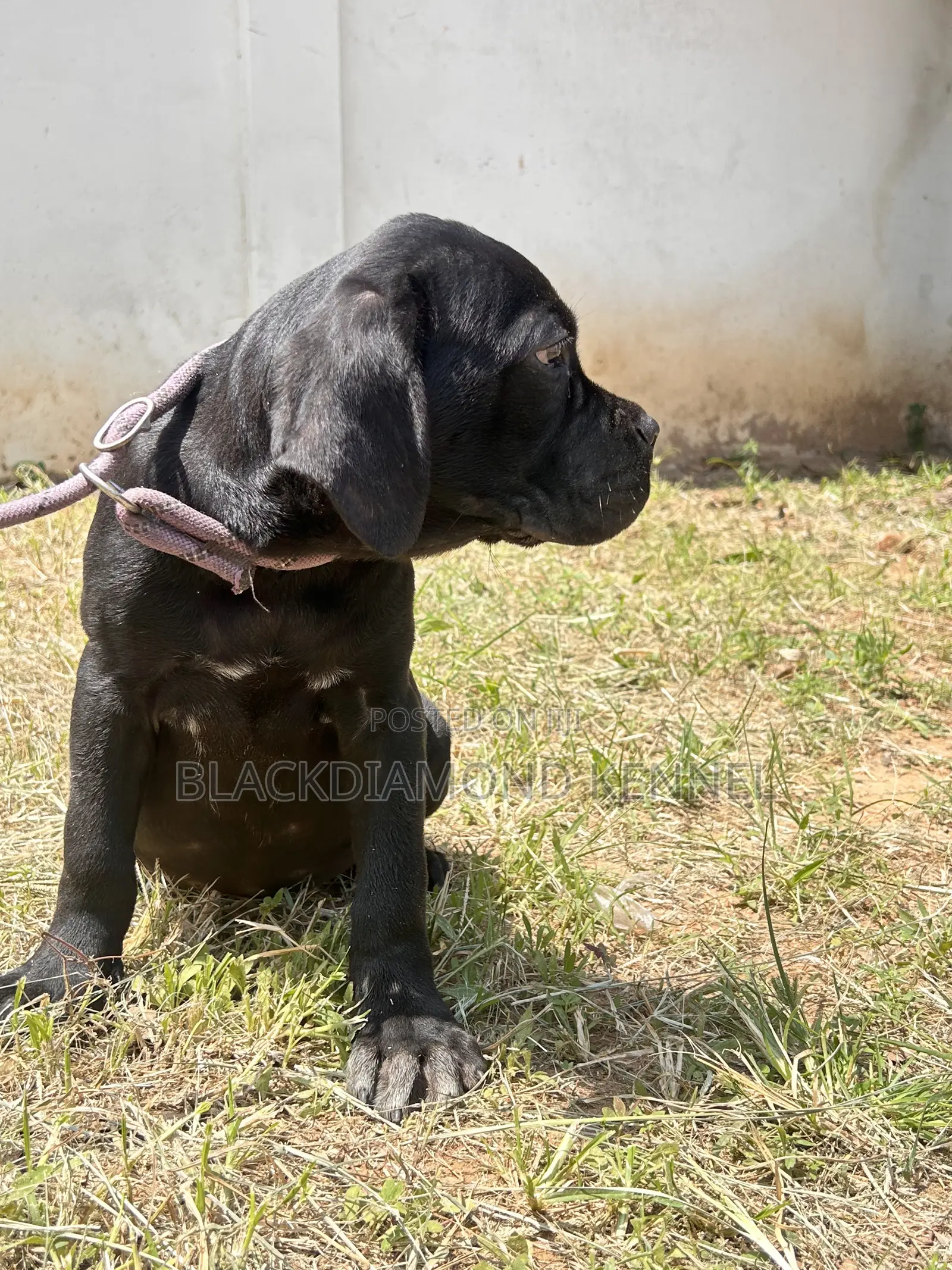 1-3 months Male Purebred Cane Corso