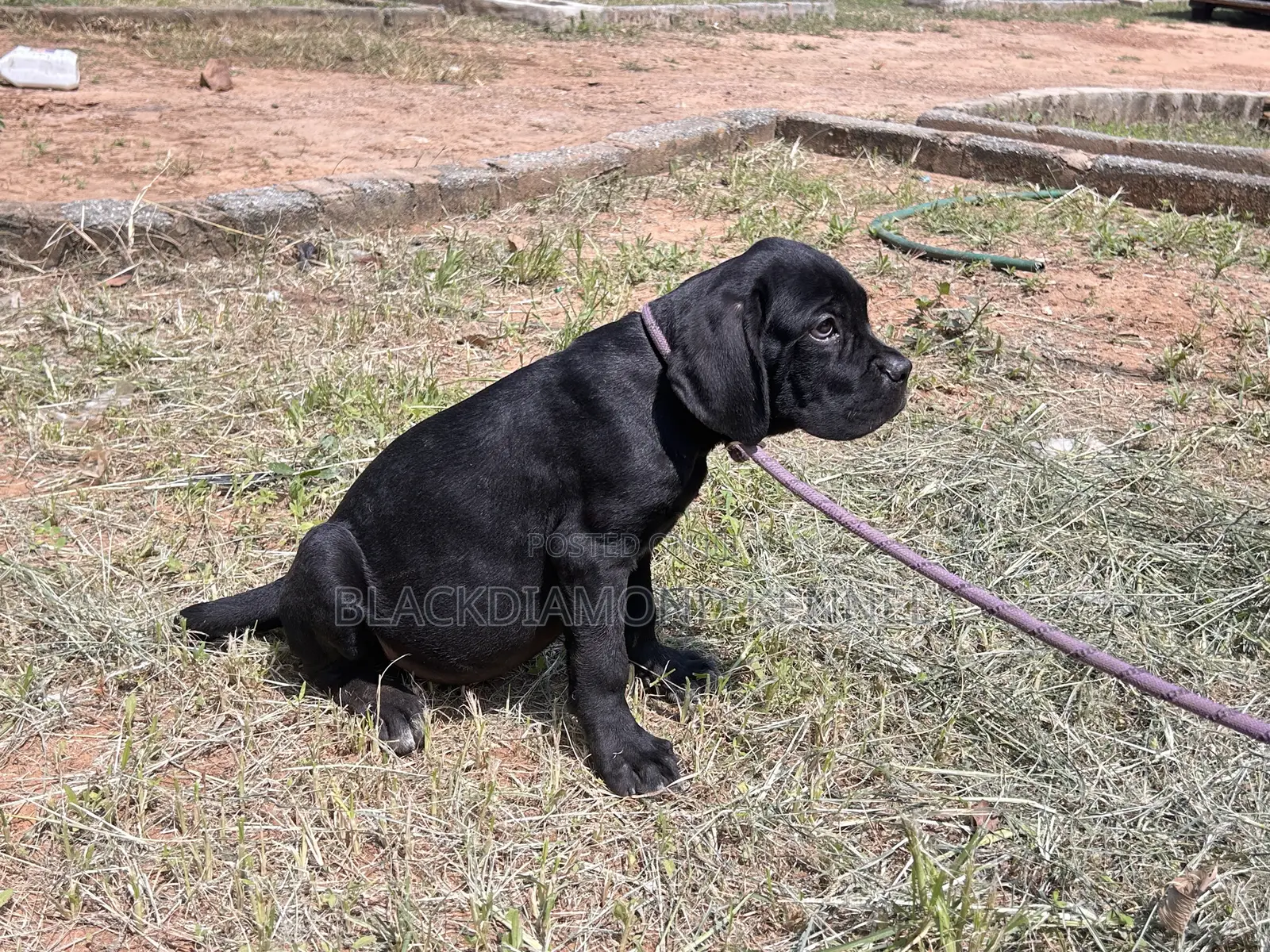 1-3 months Male Purebred Cane Corso