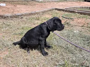1-3 months Male Purebred Cane Corso