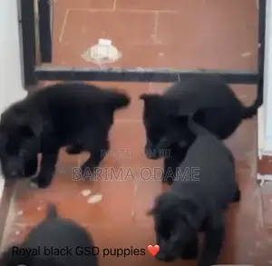 1-3 months Female Purebred German Shepherd