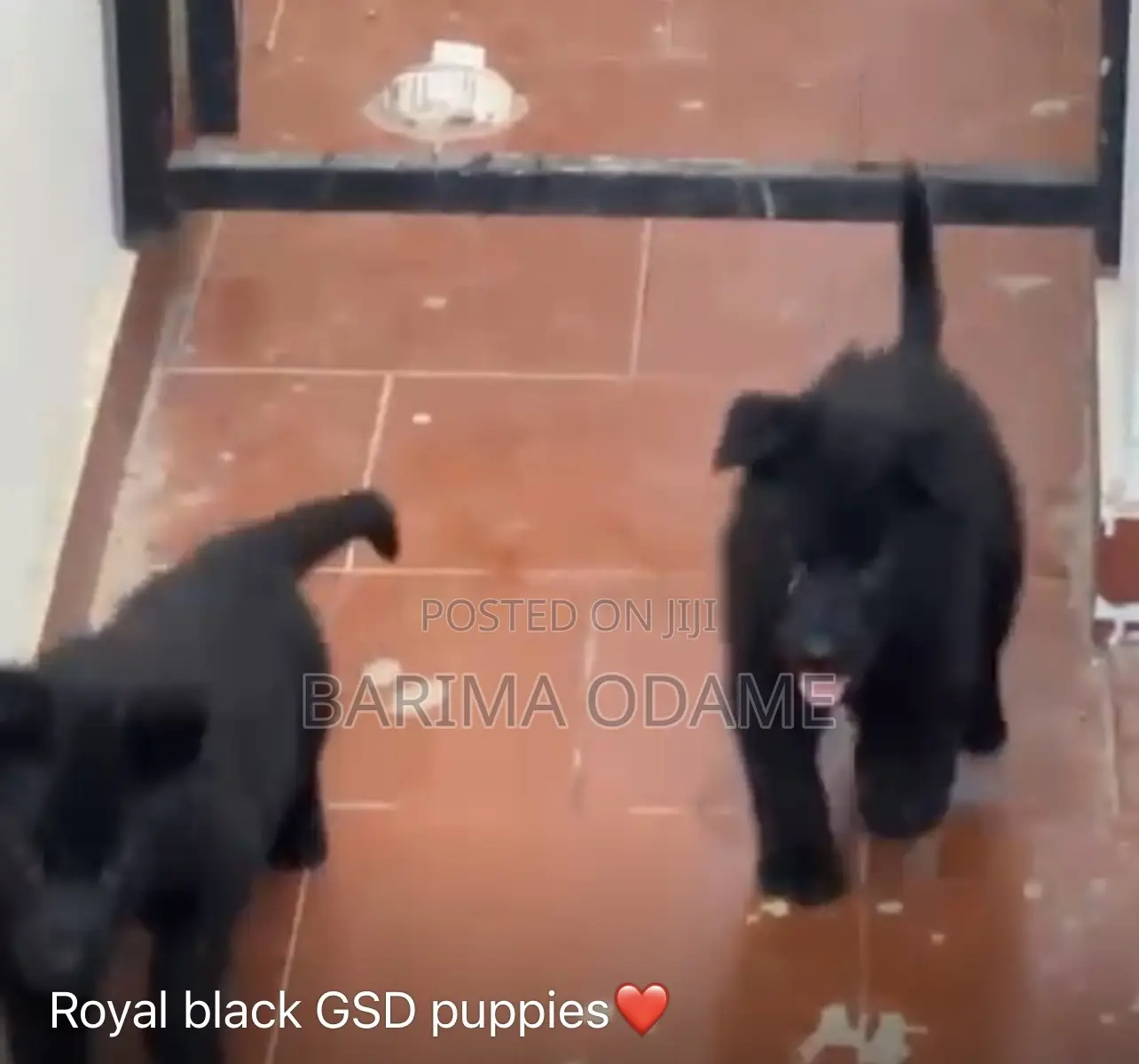 1-3 months Female Purebred German Shepherd