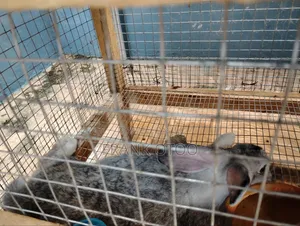G v F Farms