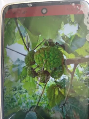 Land for Sale at Oyibi