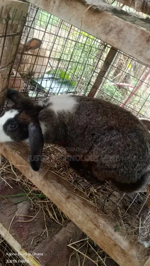 Dutch Rabbit for Breeding
