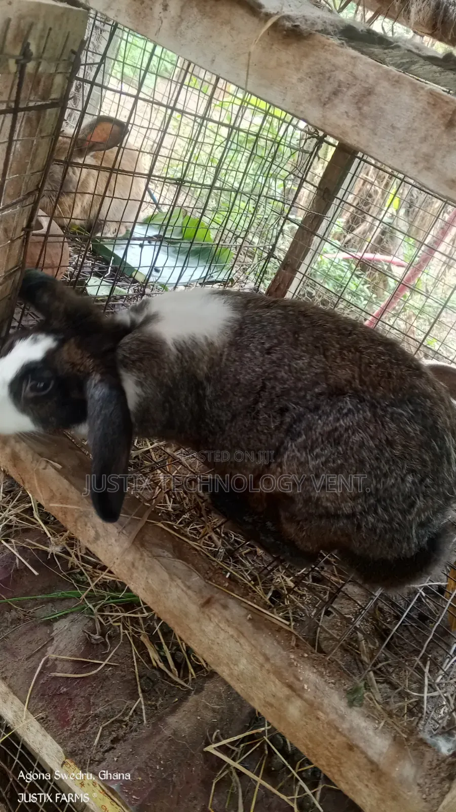 Dutch Rabbit for Breeding