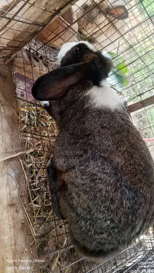 Dutch Rabbit for Breeding