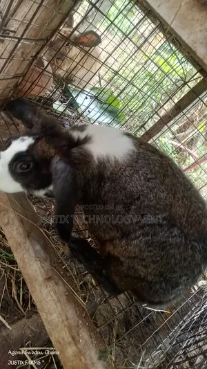 Dutch Rabbit for Breeding