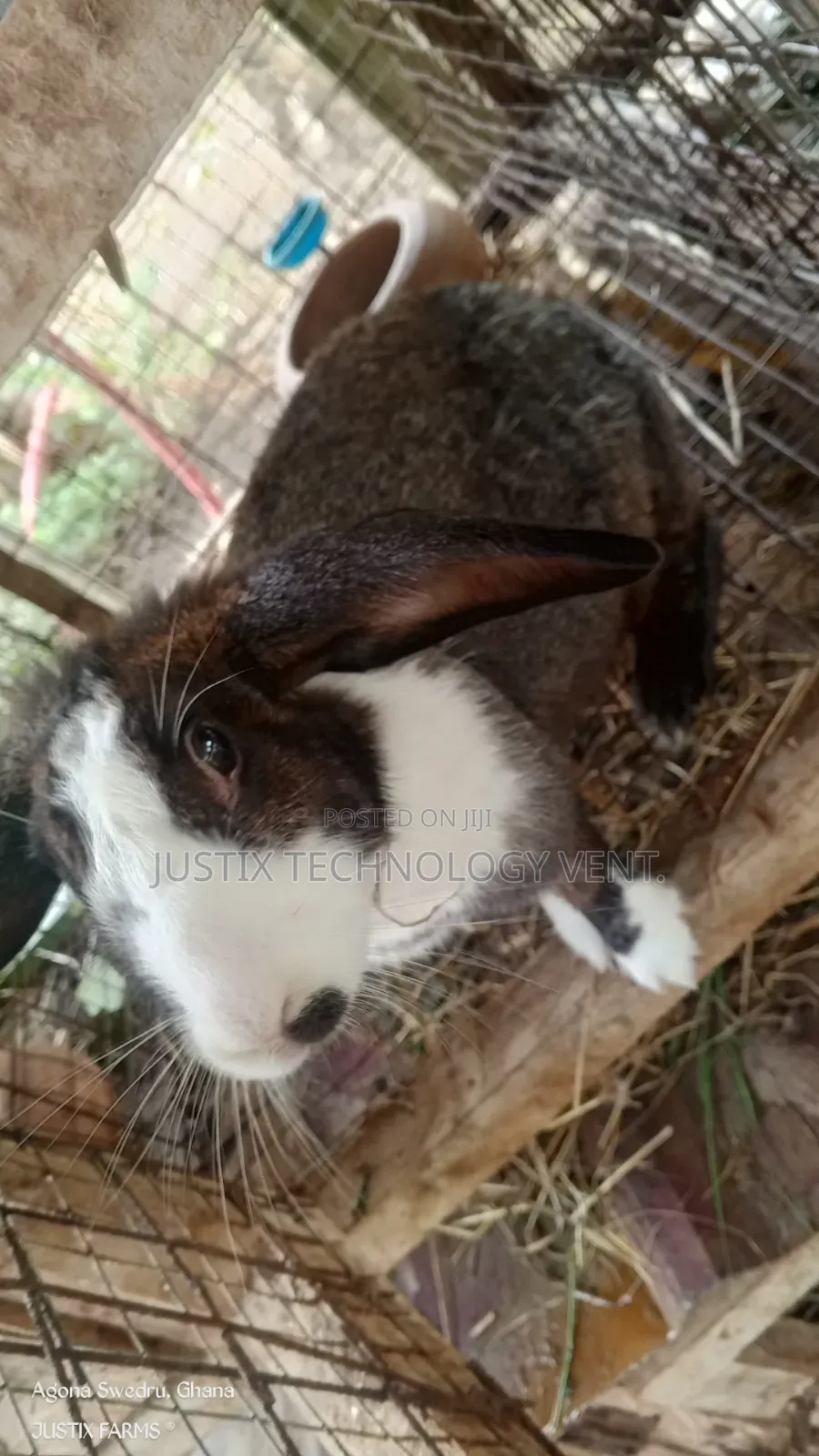 Dutch Rabbit for Breeding