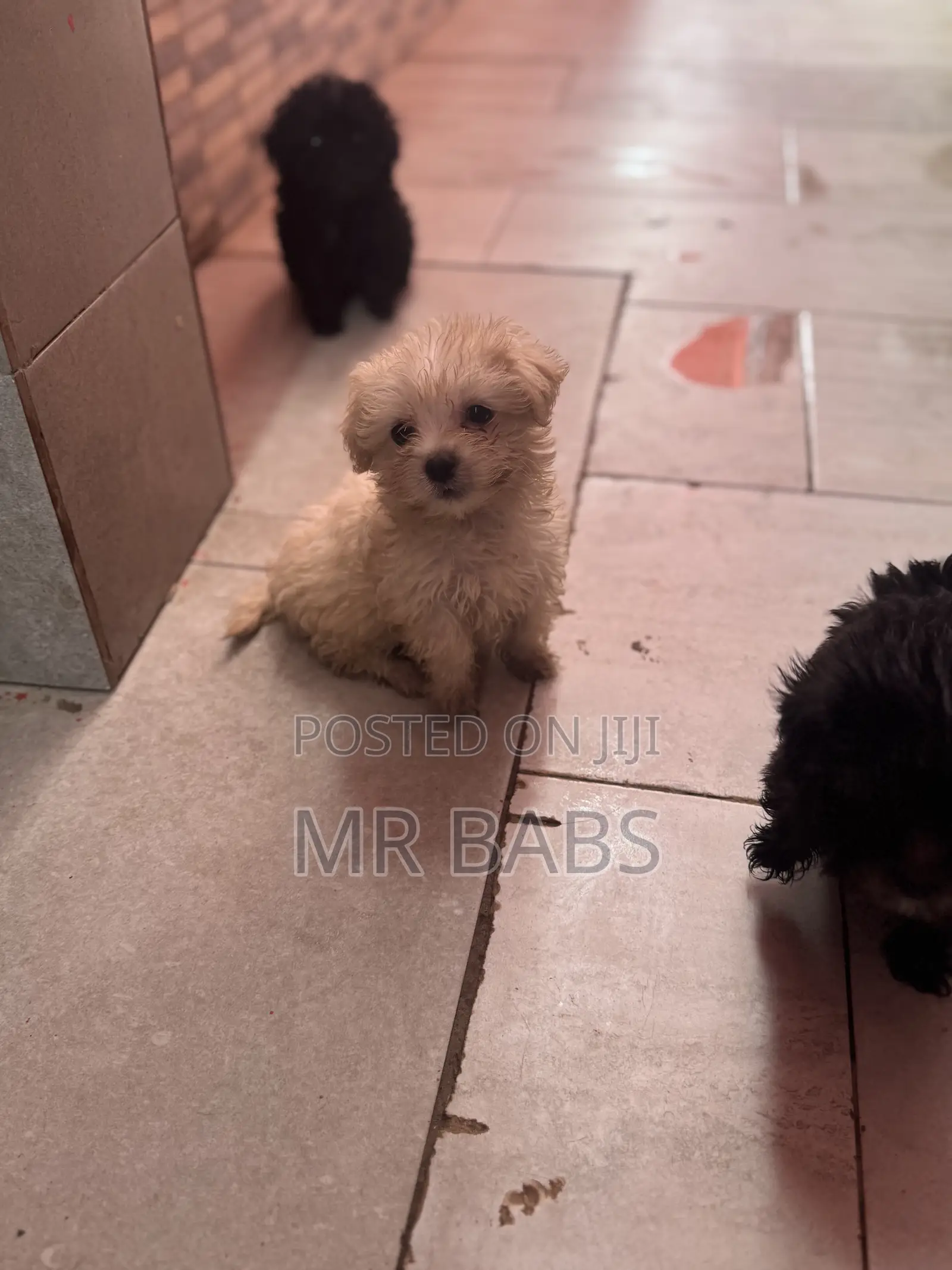 1-3 months Female Purebred Maltese