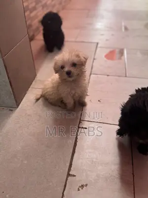 1-3 months Female Purebred Maltese