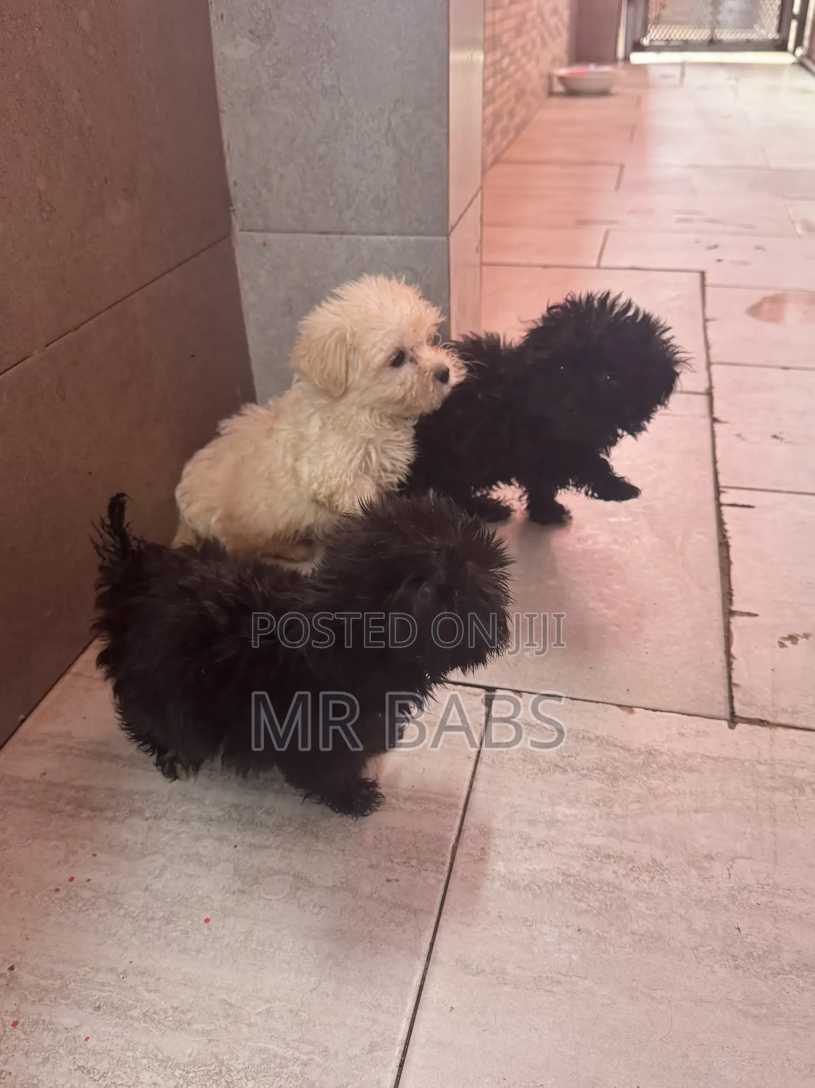 1-3 months Female Purebred Maltese