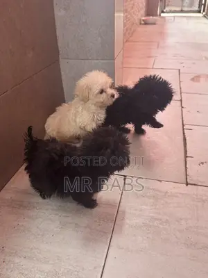 1-3 months Female Purebred Maltese
