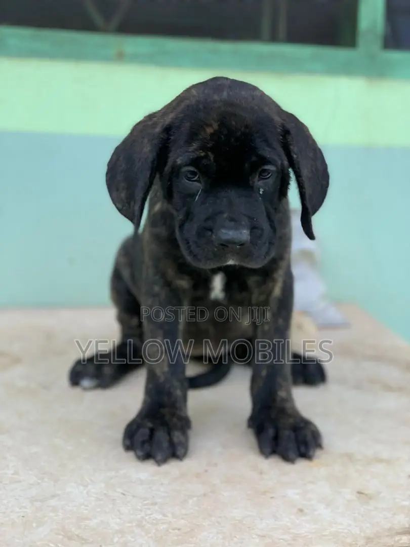 1-3 months Female Purebred Boerboel