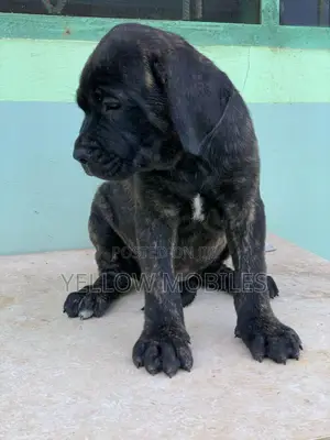 1-3 months Female Purebred Boerboel