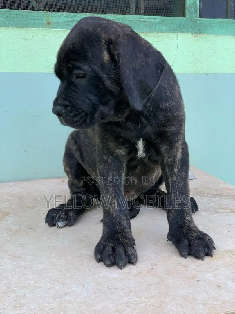 1-3 months Female Purebred Boerboel