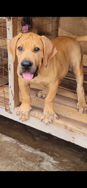 1-3 months Male Purebred Boerboel