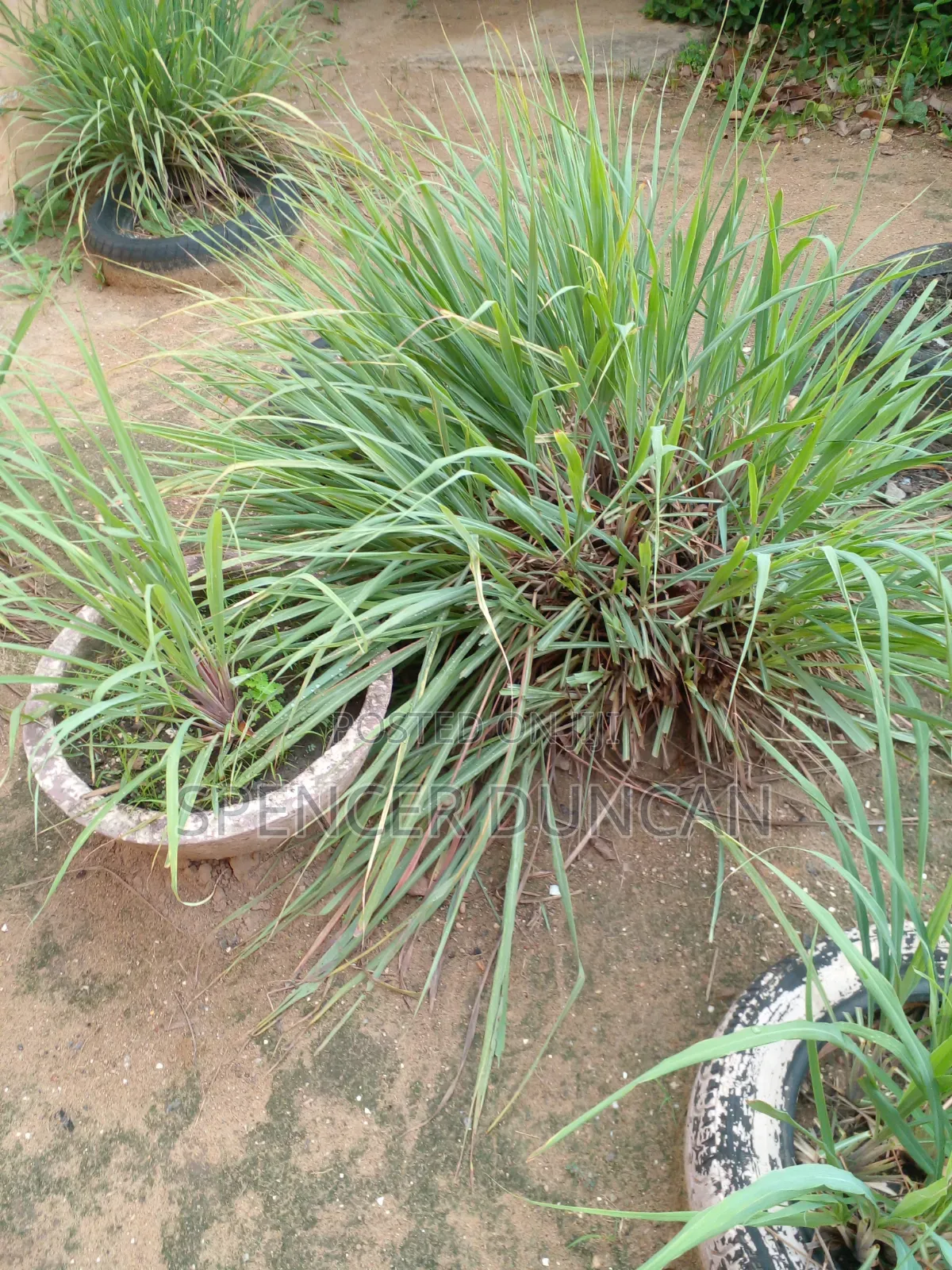 Fresh Lemon Grass Organic and Natural