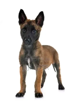 1-3 months Male Mixed Breed Belgian Malinois