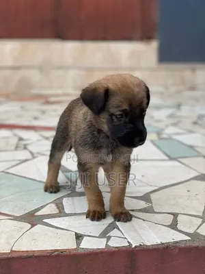 1-3 months Male Mixed Breed Belgian Malinois