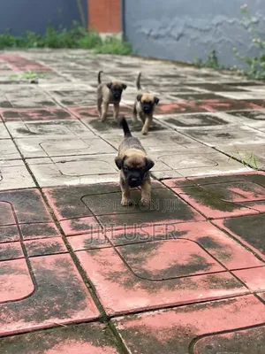 1-3 months Male Mixed Breed Belgian Malinois