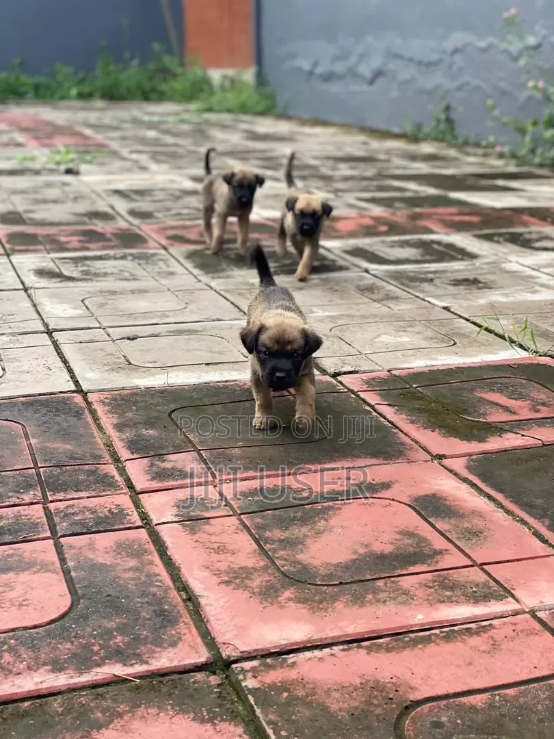 1-3 months Male Mixed Breed Belgian Malinois