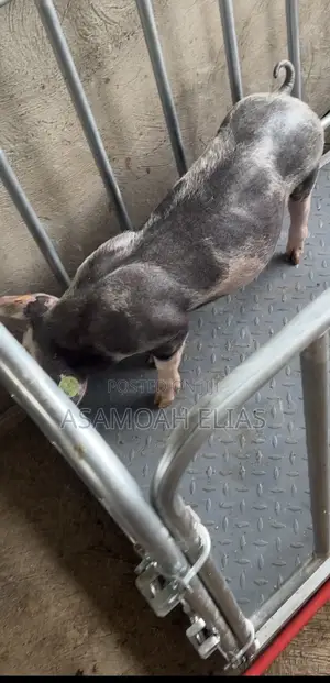 Pigs Farms