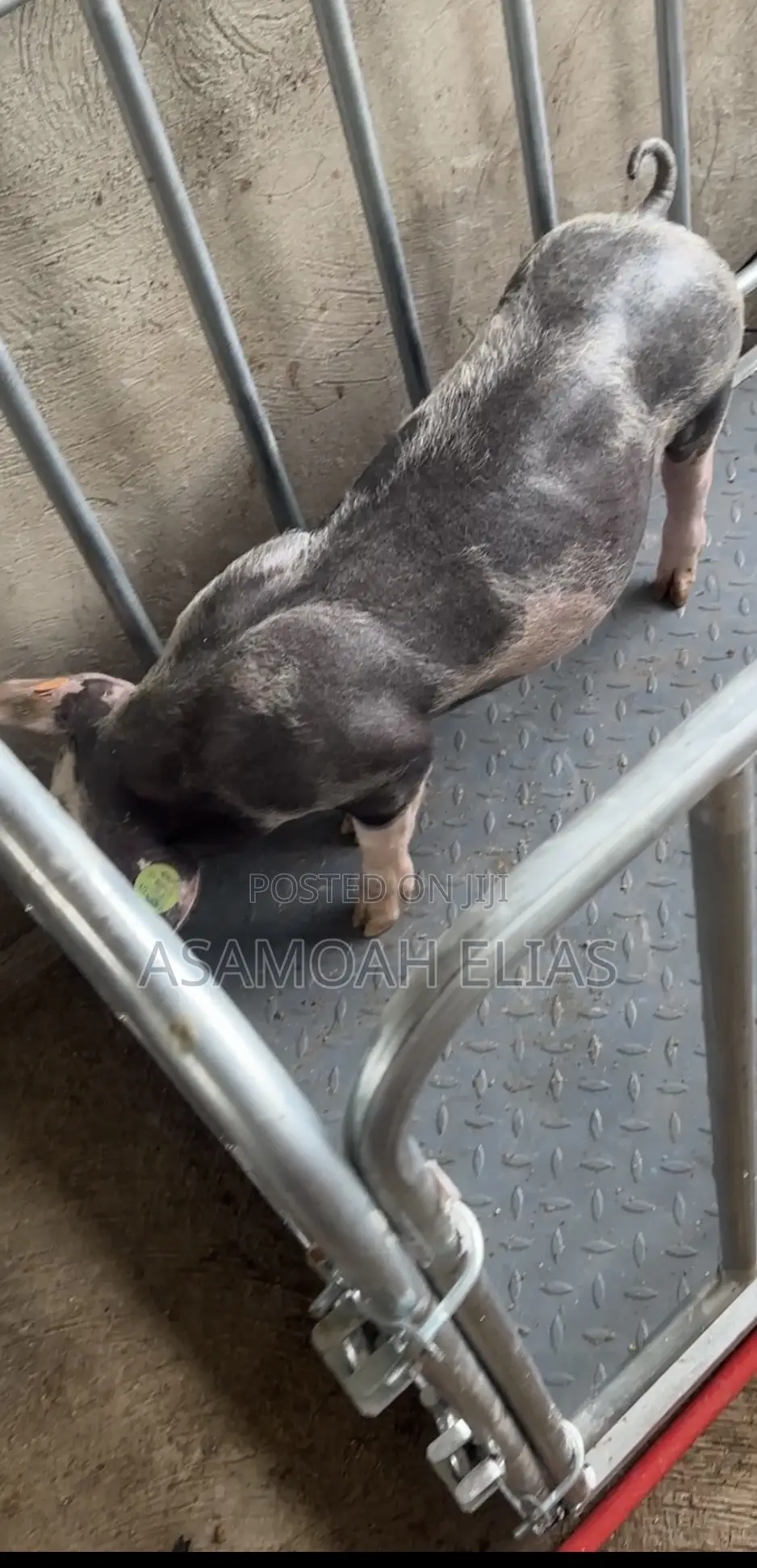 Pigs Farms