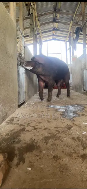 Pigs Farms
