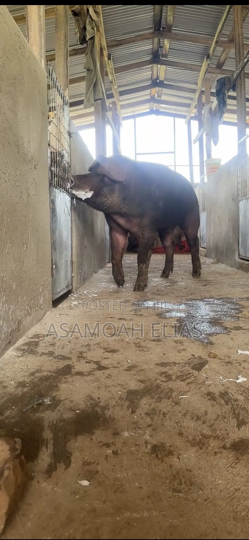 Pigs Farms