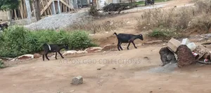 Selling a Pregnant Goat With Her Male Kid